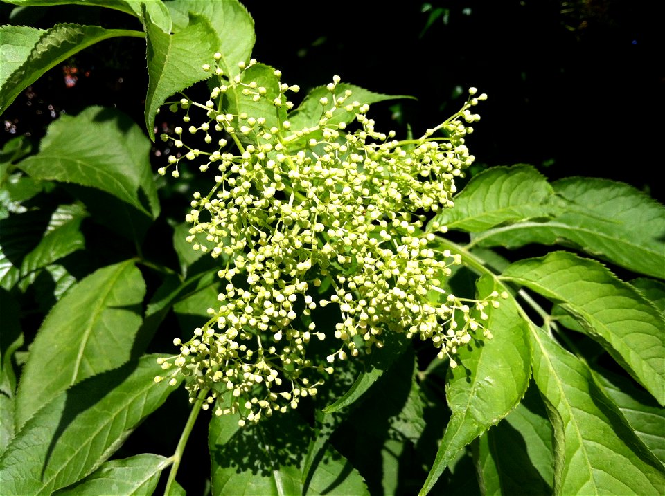 Sambucus nigra flowers