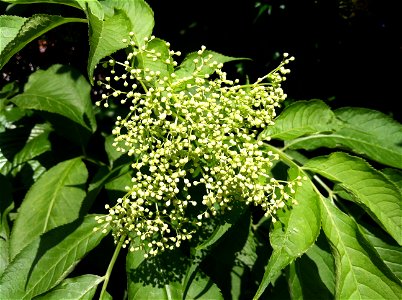 Sambucus nigra flowers
