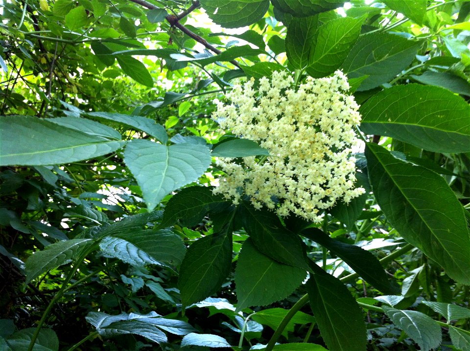 Sambucus nigra flowers