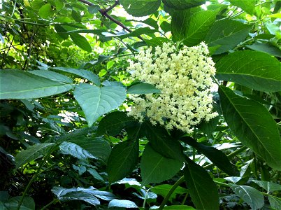 Sambucus nigra flowers