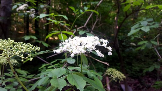 Квіти, сфотографовані на струмку в буковому лісі на півдні від курорту Воєводино. photo