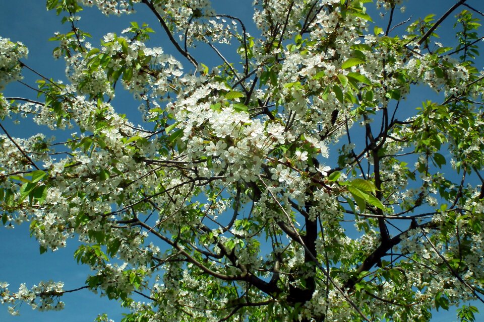 Spring white delicate