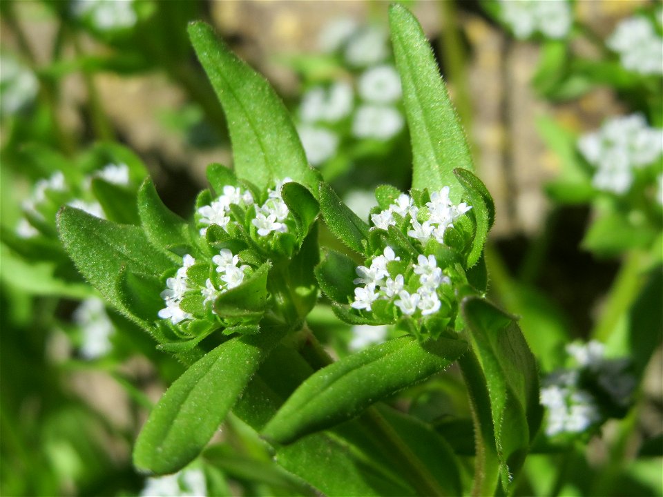 Gewöhnlicher Feldsalat (Valerianella locusta) an der Saar in Saarbrücken