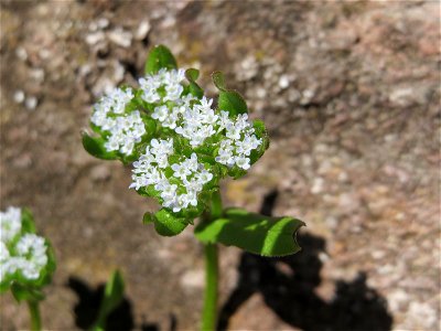 Gewöhnlicher Feldsalat (Valerianella locusta) an der Saar in Saarbrücken