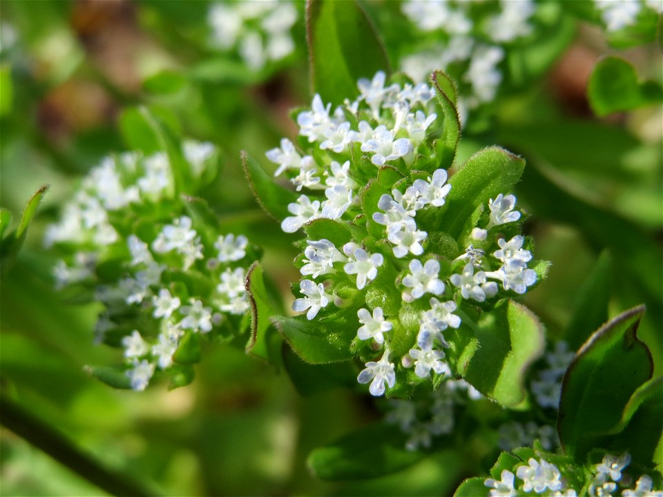 Gewöhnlicher Feldsalat (Valerianella locusta) in Hockenheim