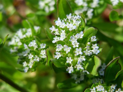 Gewöhnlicher Feldsalat (Valerianella locusta) in Hockenheim