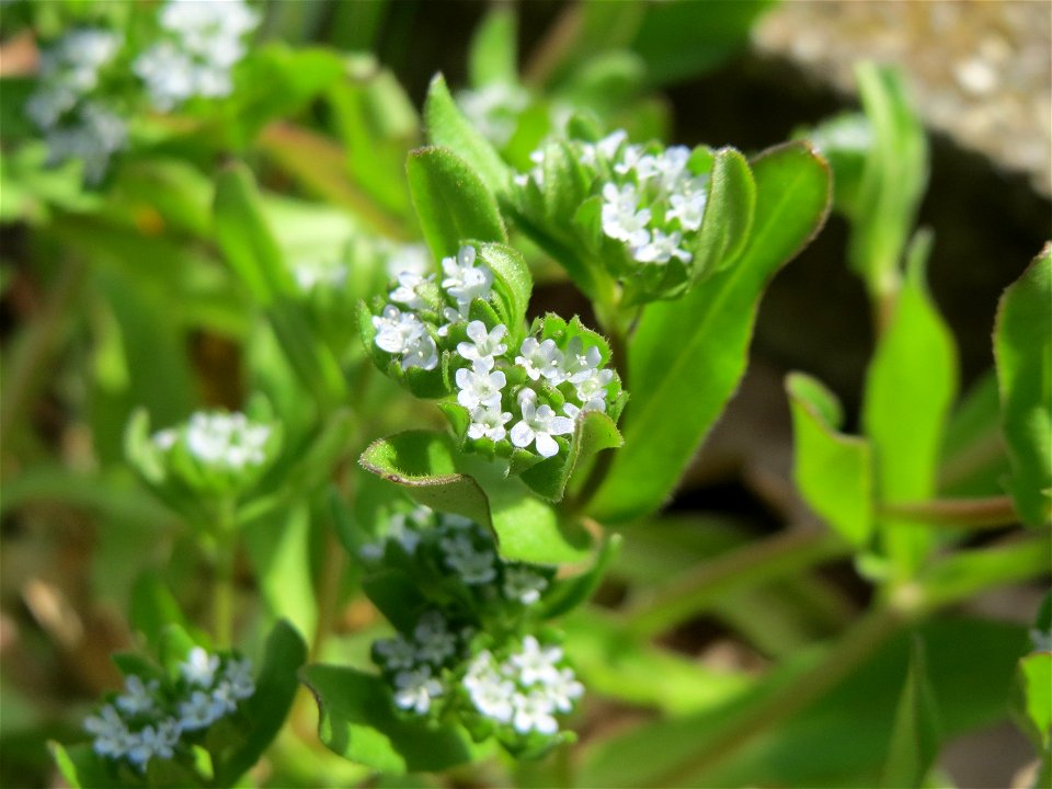 Gewöhnlicher Feldsalat (Valerianella locusta) in Hockenheim