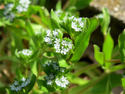Gewöhnlicher Feldsalat (Valerianella locusta) in Hockenheim