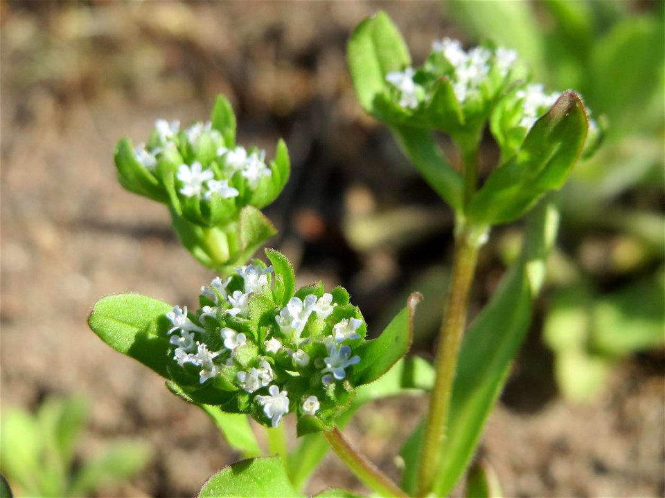 Gewöhnlicher Feldsalat (Valerianella locusta) in Hockenheim