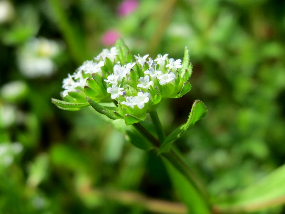 Gewöhnlicher Feldsalat (Valerianella locusta) im Bürgerpark Saarbrücken