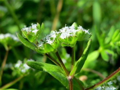 Gewöhnlicher Feldsalat (Valerianella locusta) im Bürgerpark Saarbrücken