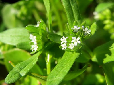 Gewöhnlicher Feldsalat (Valerianella locusta) in Hockenheim