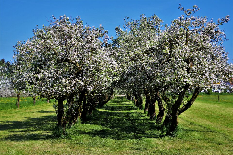 Cherry season branch