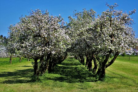 Cherry season branch photo