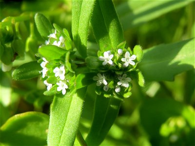 Gewöhnlicher Feldsalat (Valerianella locusta) in Hockenheim