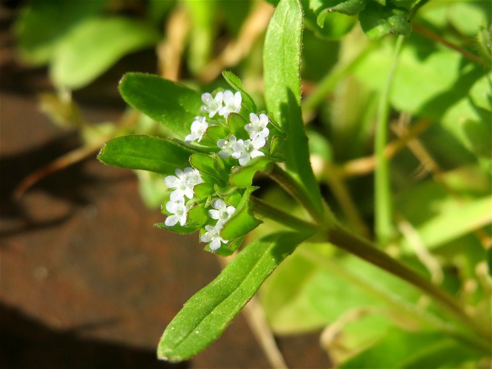 Gewöhnlicher Feldsalat (Valerianella locusta) in Hockenheim