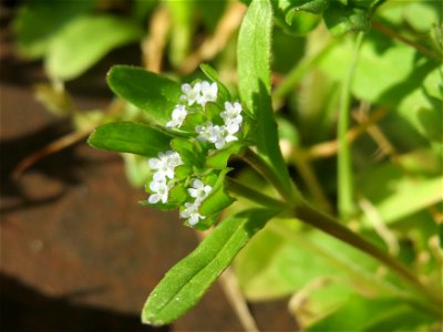 Gewöhnlicher Feldsalat (Valerianella locusta) in Hockenheim