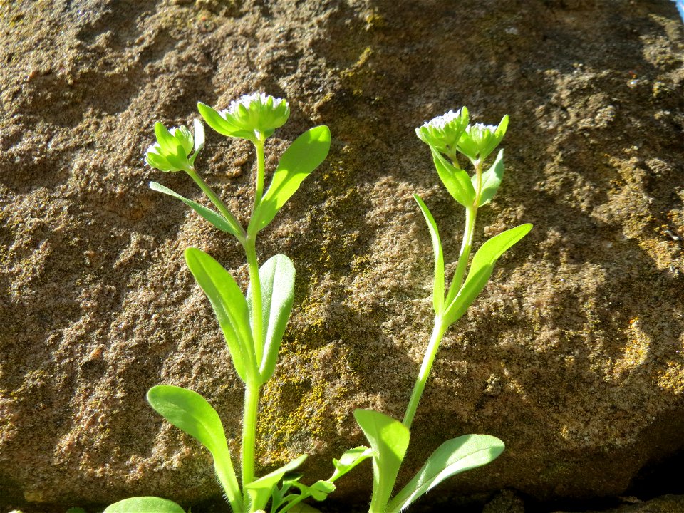 Ungewöhnlicher Standort vom Gewöhnlichen Feldsalat (Valerianella locusta) an einer Mauer in Hockenheim