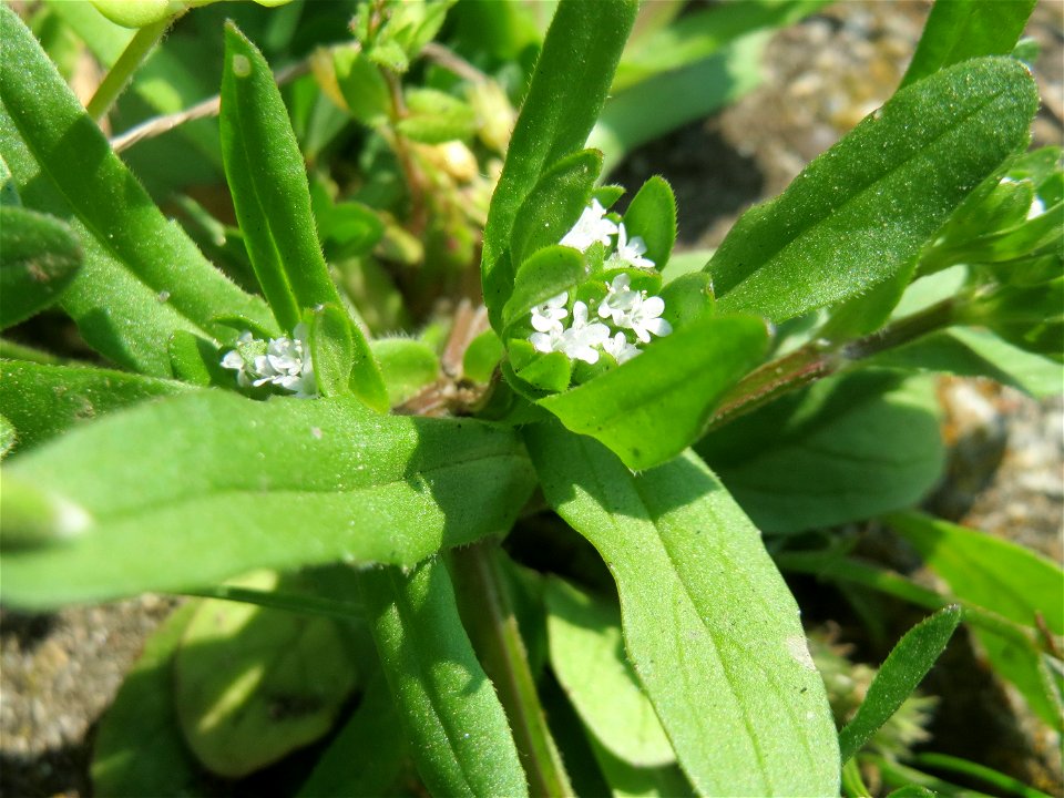Gewöhnlicher Feldsalat (Valerianella locusta) auf einem Grünstreifen zwischen Eisenbahnstraße und Am Damm in Hockenheim