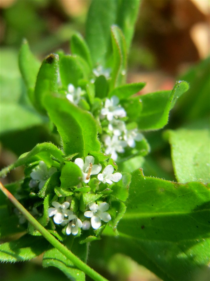 Gewöhnlicher Feldsalat (Valerianella locusta) auf einem Grünstreifen zwischen Eisenbahnstraße und Am Damm in Hockenheim