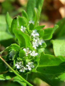 Gewöhnlicher Feldsalat (Valerianella locusta) auf einem Grünstreifen zwischen Eisenbahnstraße und Am Damm in Hockenheim