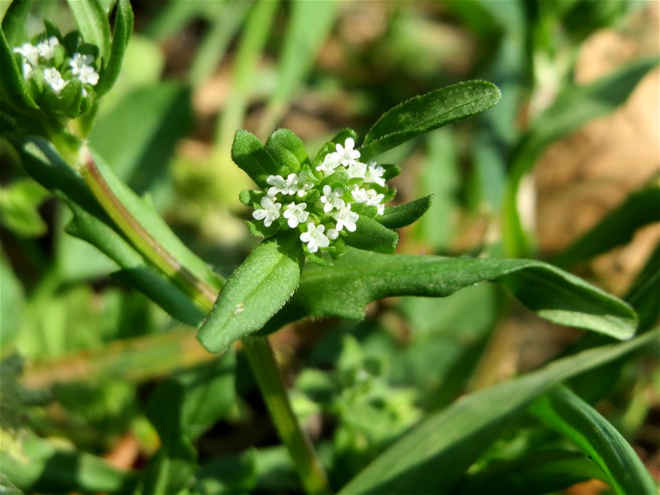 Gewöhnlicher Feldsalat (Valerianella locusta) auf einem Grünstreifen zwischen Eisenbahnstraße und Am Damm in Hockenheim