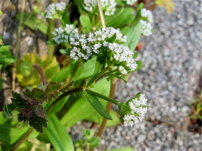 Ritzenbotanik: Gewöhnlicher Feldsalat (Valerianella locusta) an der Friedhofsmauer in Hockenheim