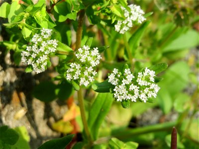 Ritzenbotanik: Gewöhnlicher Feldsalat (Valerianella locusta) an der Friedhofsmauer in Hockenheim