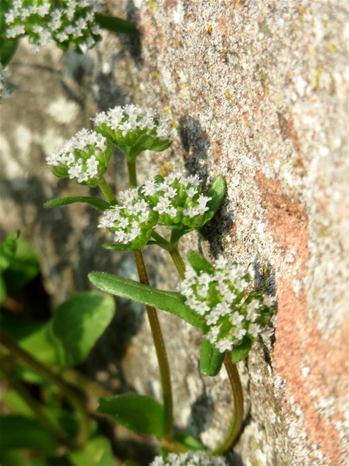 Ritzenbotanik: Gewöhnlicher Feldsalat (Valerianella locusta) an der Friedhofsmauer in Hockenheim