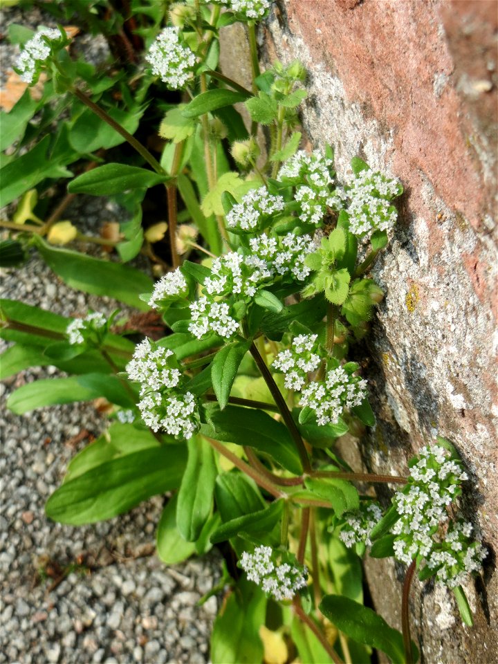 Ritzenbotanik: Gewöhnlicher Feldsalat (Valerianella locusta) an der Friedhofsmauer in Hockenheim