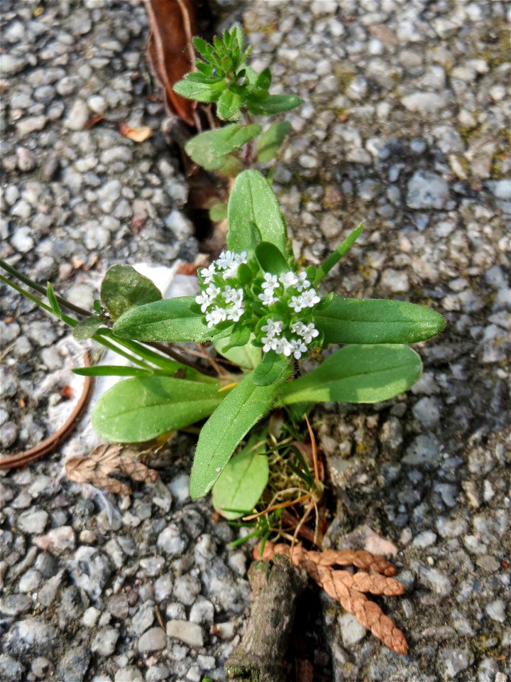 Ritzenbotanik: Gewöhnlicher Feldsalat (Valerianella locusta) an der Friedhofsmauer in Hockenheim