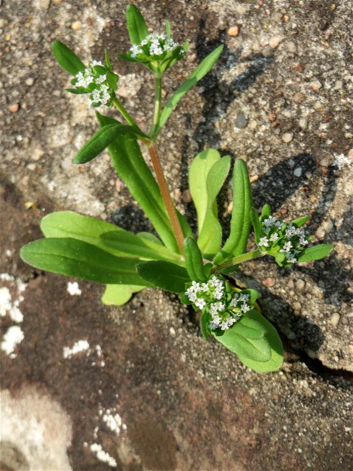 Ritzenbotanik: Gewöhnlicher Feldsalat (Valerianella locusta) an der Friedhofsmauer in Hockenheim