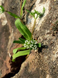 Ritzenbotanik: Gewöhnlicher Feldsalat (Valerianella locusta) an der Friedhofsmauer in Hockenheim