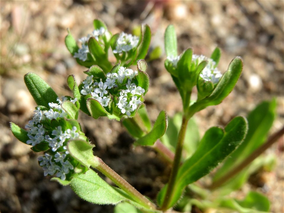 Gewöhnlicher Feldsalat (Valerianella locusta) an einer ehem. Sandgrube in Hockenheim-Talhaus