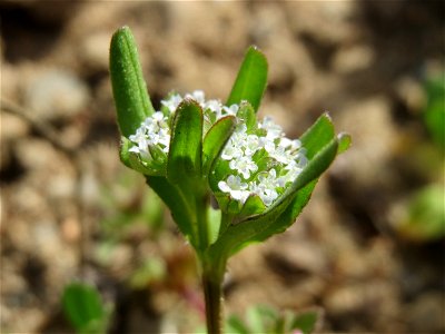 Gewöhnlicher Feldsalat (Valerianella locusta) an einer ehem. Sandgrube in Hockenheim-Talhaus