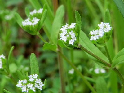Gewöhnlicher Feldsalat (Valerianella locusta) im Simbachtal