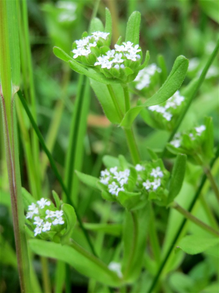 Gewöhnlicher Feldsalat (Valerianella locusta) im Simbachtal