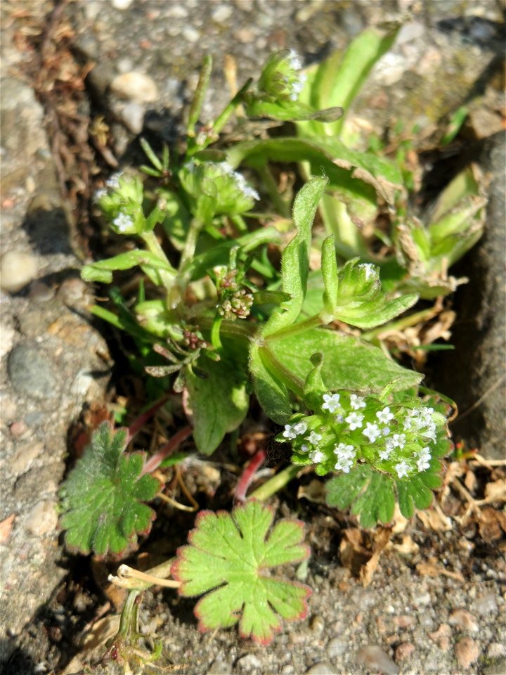 Ritzenbotanik: Gewöhnlicher Feldsalat (Valerianella locusta) in Saarbrücken