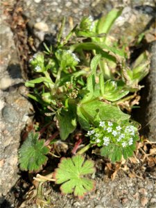Ritzenbotanik: Gewöhnlicher Feldsalat (Valerianella locusta) in Saarbrücken