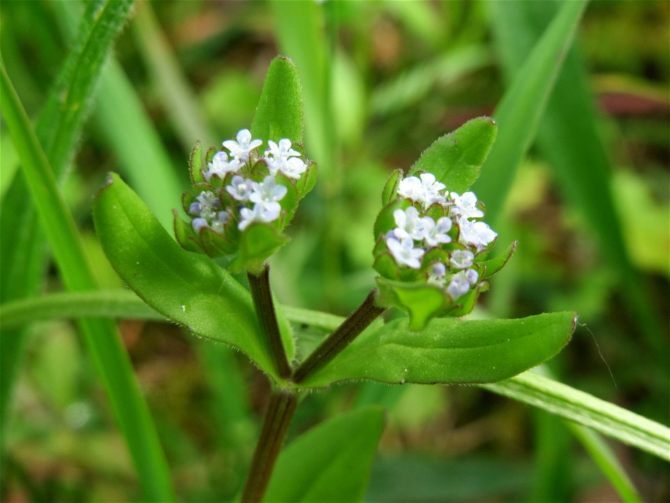 Gewöhnlicher Feldsalat (Valerianella locusta) in St. Ingbert