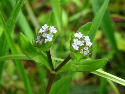 Gewöhnlicher Feldsalat (Valerianella locusta) in St. Ingbert