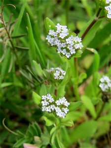 Gewöhnlicher Feldsalat (Valerianella locusta) in St. Ingbert