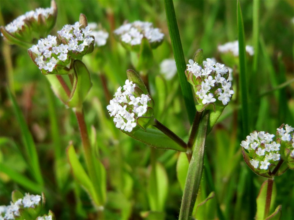 Gewöhnlicher Feldsalat (Valerianella locusta) in St. Ingbert