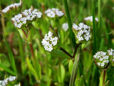 Gewöhnlicher Feldsalat (Valerianella locusta) in St. Ingbert