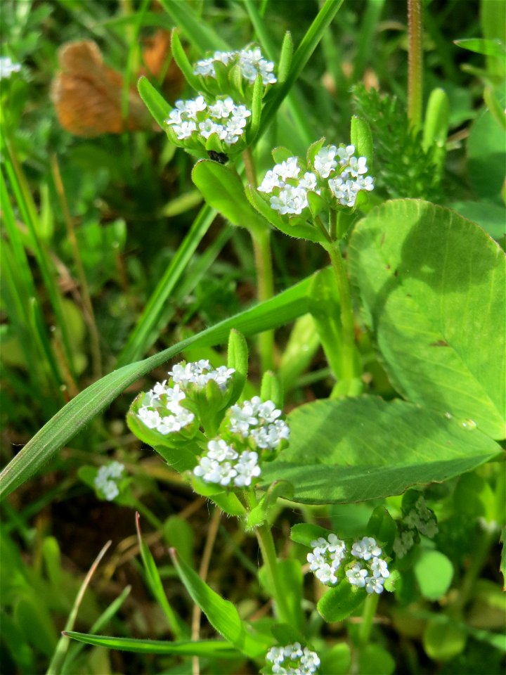 Gewöhnlicher Feldsalat (Valerianella locusta) in St. Ingbert