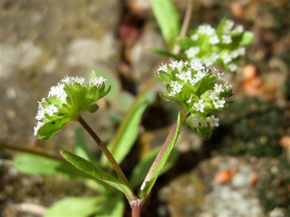 Ritzenbotanik: Gewöhnlicher Feldsalat (Valerianella locusta) in Hockenheim