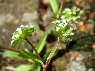 Ritzenbotanik: Gewöhnlicher Feldsalat (Valerianella locusta) in Hockenheim
