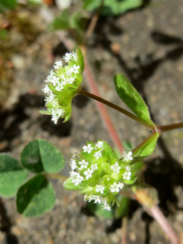 Ritzenbotanik: Gewöhnlicher Feldsalat (Valerianella locusta) in Hockenheim