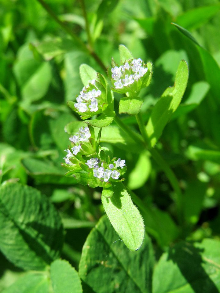 Gewöhnlicher Feldsalat (Valerianella locusta) am Tierfriedhof Saarbrücken - der südliche Teil liegt im Landschaftsschutzgebiet „Drahtzugweiher und das Habsterwiesental“