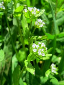 Gewöhnlicher Feldsalat (Valerianella locusta) am Tierfriedhof Saarbrücken - der südliche Teil liegt im Landschaftsschutzgebiet „Drahtzugweiher und das Habsterwiesental“